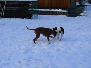 Junghunde im Schnee