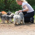hundetraining hamburg begstedt