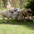 hundespielstunde hundespielgruppe hamburg